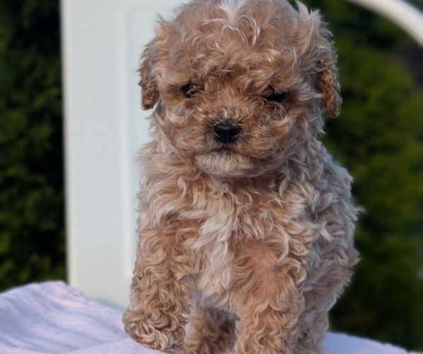 Medium Photo #8 Cavapoo (Miniature) Puppy For Sale in GOSHEN, IN, USA