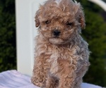 Small #7 Cavapoo (Miniature)