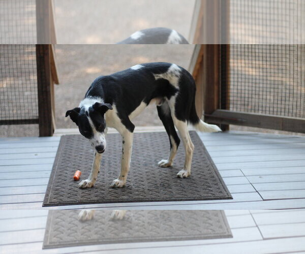 Medium Photo #2 Border Collie-Unknown Mix Puppy For Sale in Paso Robles, CA, USA