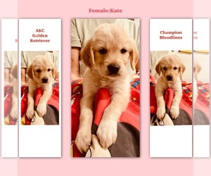 Golden Retriever Puppy for sale in SUGAR LAND, TX, USA