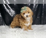 Small #4 Maltipoo