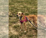 Small #1 Golden Retriever-Retriever  Mix