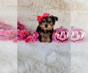 Morkie Puppy for Sale in INDIANAPOLIS, Indiana USA