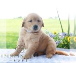 Small #3 Golden Retriever