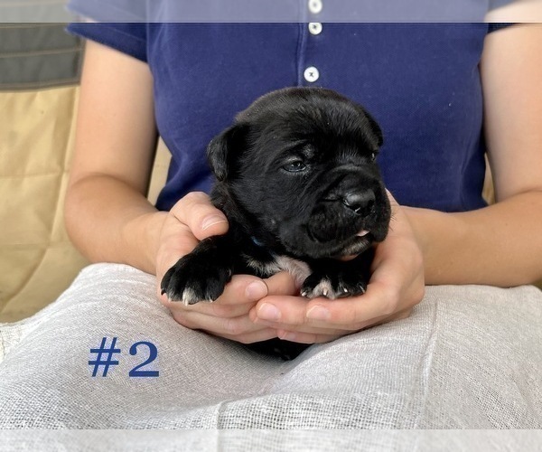 Medium Photo #2 Cane Corso Puppy For Sale in BUMPASS, VA, USA