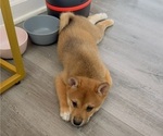 Puppy Momo Shiba Inu