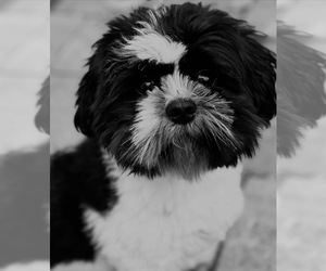 Father of the Shih Tzu puppies born on 02/21/2025