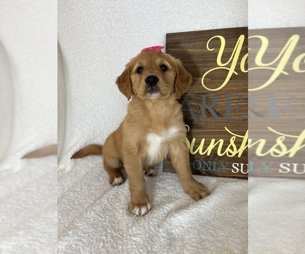 Medium Photo #3 Golden Retriever Puppy For Sale in GREENFIELD, IN, USA