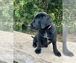 Small #1 Australian Cattle Dog-Labrador Retriever Mix