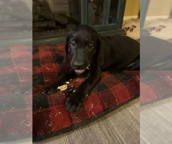 Medium Photo #8 Labrador Retriever Puppy For Sale in LAKESIDE MARBLEHEAD, OH, USA