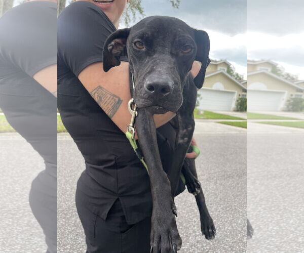 Medium Photo #4 Labrador Retriever-Unknown Mix Puppy For Sale in Orlando, FL, USA