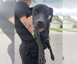 Small #3 Labrador Retriever Mix