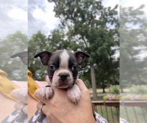 Boston Terrier Puppy for sale in FREDONIA, KS, USA