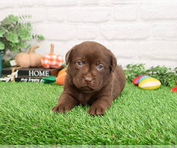 Medium Photo #10 Labrador Retriever Puppy For Sale in SYRACUSE, IN, USA
