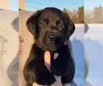 Small #3 Labrador Retriever