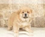 Small #11 Chow Chow