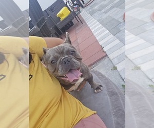 French Bulldog Puppy for sale in NORTH PORT, FL, USA