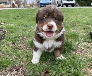 Australian Shepherd Puppy for sale in WATERVLIET, MI, USA