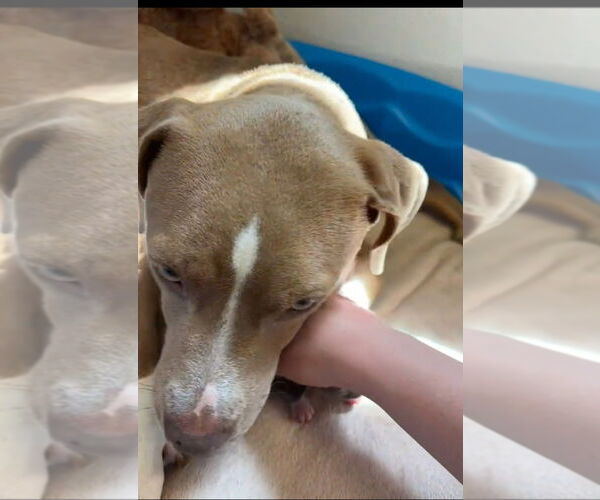 Medium Photo #4 Mutt Puppy For Sale in South Bend, IN, USA