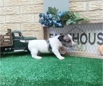 Small Photo #3 French Bullhuahua Puppy For Sale in CARTHAGE, TX, USA