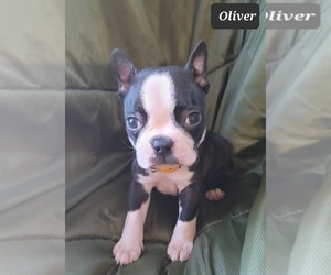 Boston Terrier Puppy for sale in POMEROY, OH, USA