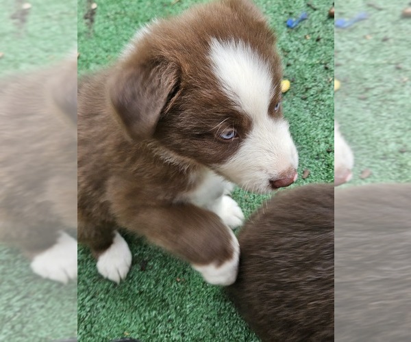 Medium Photo #9 Australian Shepherd Puppy For Sale in NELSON, VA, USA