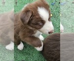 Small Photo #9 Australian Shepherd Puppy For Sale in NELSON, VA, USA