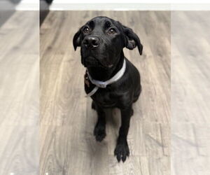 Mutt Dogs for adoption in Lakewood, CO, USA
