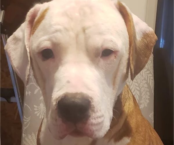 Medium Photo #1 American Pit Bull Terrier Puppy For Sale in HALETHORPE, MD, USA
