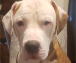 Small Photo #1 American Pit Bull Terrier Puppy For Sale in HALETHORPE, MD, USA