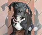 Small #3 Labrador Retriever Mix