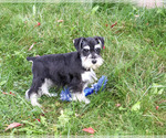 Jacob - Male Schnauzer (Miniature) Puppy for Sale - Photo #5