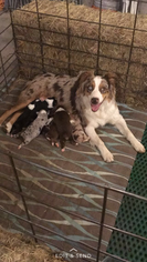 Mother of the Australian Shepherd puppies born on 09/06/2017