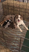 Small Photo #1 Australian Shepherd Puppy For Sale in JETMORE, KS, USA