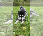 Small Photo #1 Alaskan Klee Kai Puppy For Sale in SAUGERTIES, NY, USA