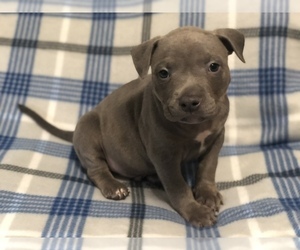American Bully Puppy for sale in GOWEN, MI, USA