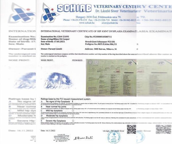 Medium Photo #5 Schnauzer (Giant) Puppy For Sale in Hatvan, Heves, Hungary