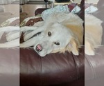 Small #2 Great Pyrenees