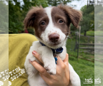 Small #1 Border Collie Mix