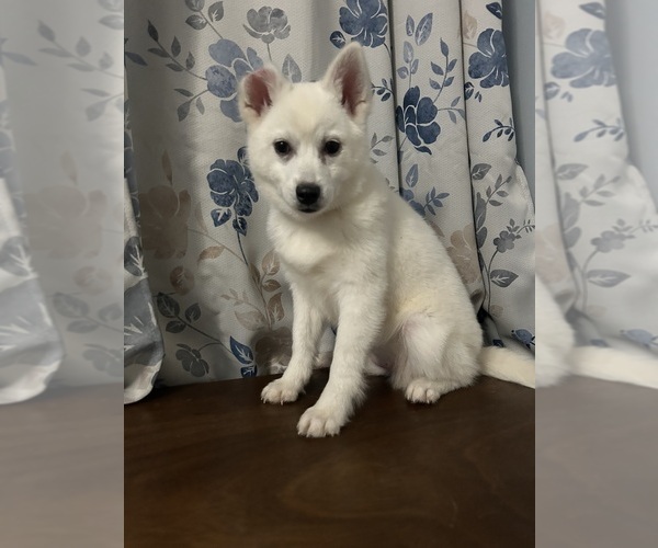 Medium Photo #38 Alaskan Klee Kai Puppy For Sale in DURHAM, CT, USA