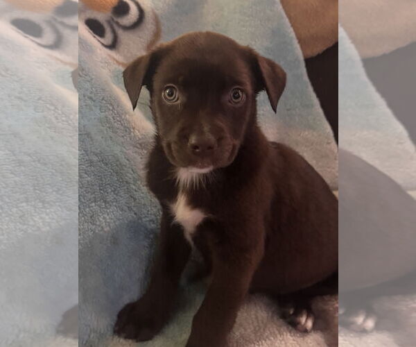 Medium Photo #3 Chocolate Labrador retriever-Unknown Mix Puppy For Sale in Pottstown, PA, USA
