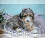 Small Photo #10 Aussiedoodle Miniature  Puppy For Sale in CLARE, MI, USA