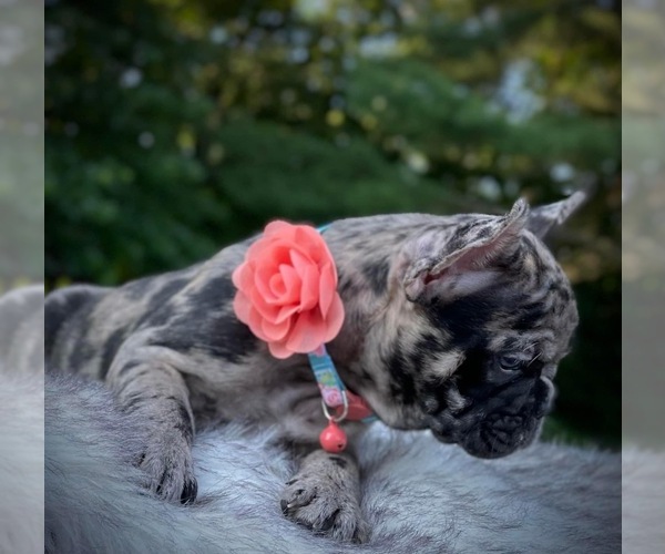 Medium Photo #4 French Bulldog Puppy For Sale in PICKERINGTON, OH, USA