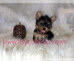 Small Photo #8 Yorkshire Terrier Puppy For Sale in HAYWARD, CA, USA