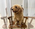 Small Photo #1 Poovanese Puppy For Sale in NIANGUA, MO, USA