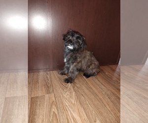 Yorkshire Terrier Puppy for sale in LAPEER, MI, USA