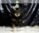Small Photo #11 Poodle (Toy) Puppy For Sale in WARSAW, IN, USA