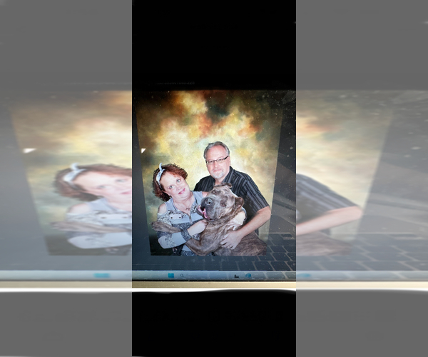 Medium Photo #1 Cane Corso Puppy For Sale in NEW TAZEWELL, TN, USA