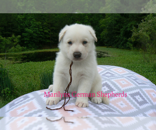Medium Photo #5 German Shepherd Dog Puppy For Sale in PIEDMONT, MO, USA