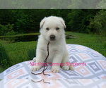 Small #4 German Shepherd Dog